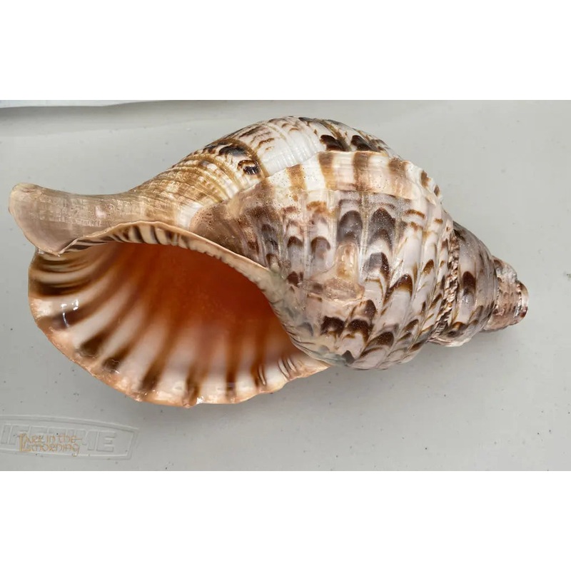 snail-horn Snail Horn