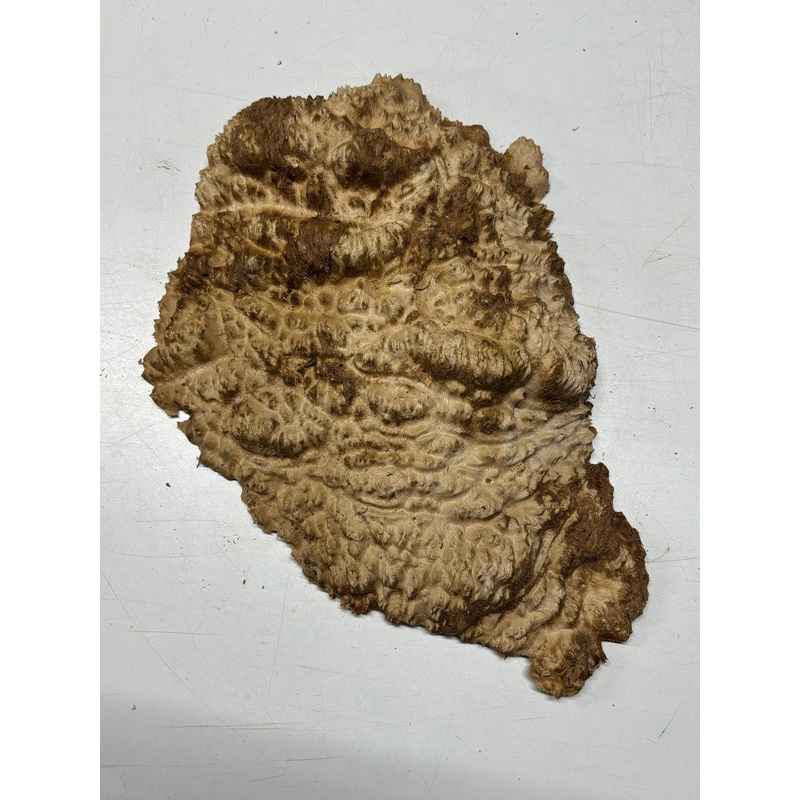 brown-mallee-burl-cap-16-x-10-x-2-6-4-lbs-7025 Brown Mallee Burl Cap 16" x 10" x 2" 6.4 Lbs #7025