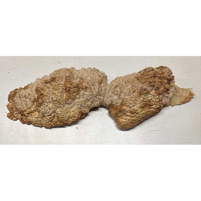 brown-mallee-burl-blank-20-x-5-x-2-7-6-lbs-7123 Brown Mallee Burl Blank 20" x 5" x 2" 7.6 Lbs #7123