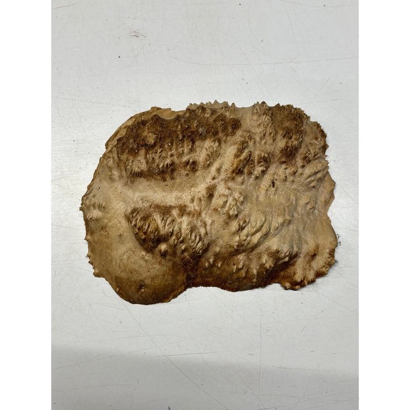 brown-mallee-burl-cap-9-x-6-5-x-2-2-5-lbs-6111 Brown Mallee Burl Cap 9" x 6.5" x 2" 2.5 Lbs #6111