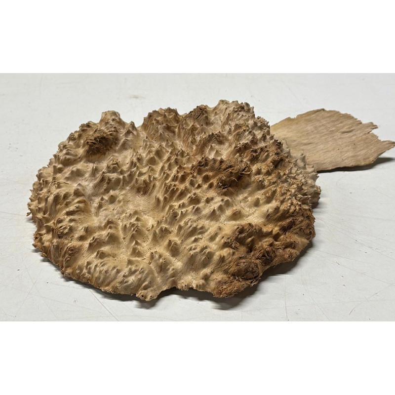 brown-mallee-burl-cap-8-x-6-x-2-1-9-lbs-6384 Brown Mallee Burl Cap 8" x 6" x 2" 1.9 Lbs #6384