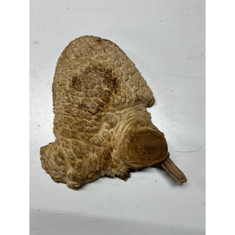 brown-mallee-burl-cap-11-x-8-x-3-5-6-lbs-7043 Brown Mallee Burl Cap 11" x 8" x 3" 5.6 Lbs #7043