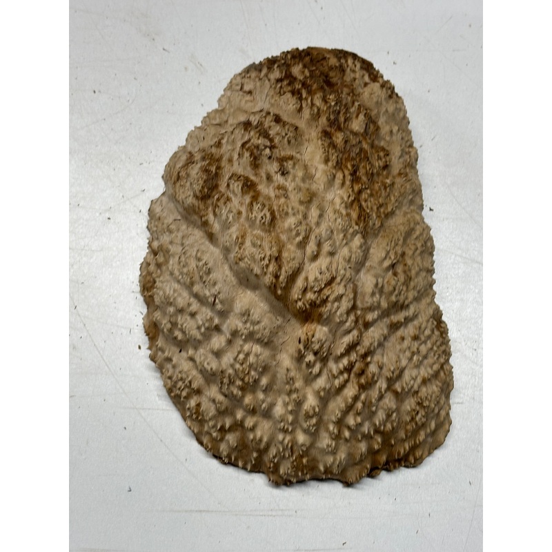 brown-mallee-burl-cap-9-x-6-x-3-3-9-lbs-6392 Brown Mallee Burl Cap 9" x 6" x 3" 3.9 Lbs #6392