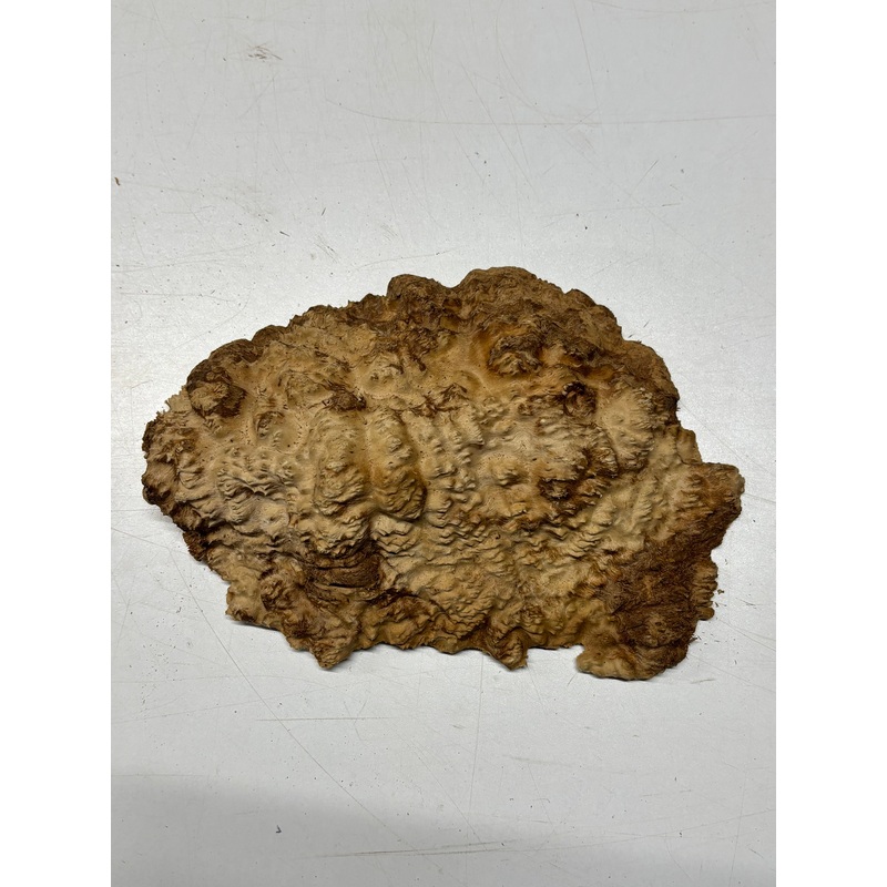 brown-mallee-burl-cap-8-x-6-x-1-5-1-9-lbs-6240 Brown Mallee Burl Cap 8" x 6" x 1.5" 1.9 Lbs #6240