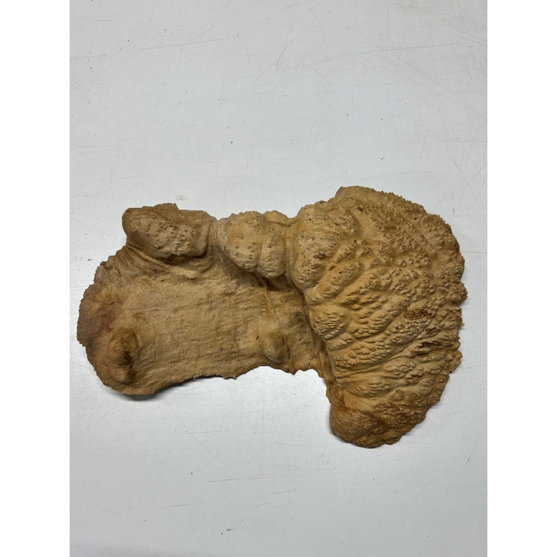 brown-mallee-burl-blank-18-x-7-x-3-9-9-lbs-7106 Brown Mallee Burl Blank 18" x 7" x 3" 9.9 Lbs #7106