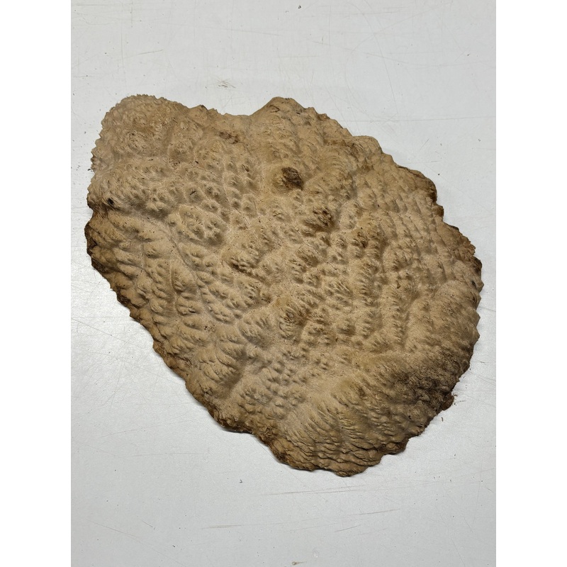 brown-mallee-burl-blank-14-x-10-x-2-6-4-lbs-7154 Brown Mallee Burl Blank 14" x 10" x 2" 6.4 Lbs #7154