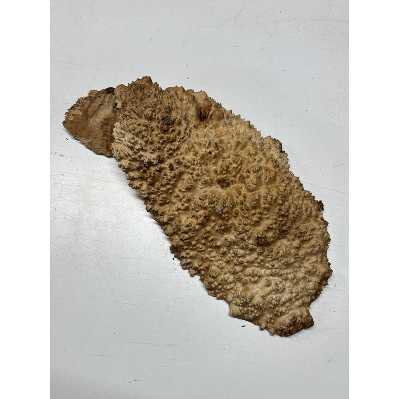 brown-mallee-burl-cap-19-x-9-x-3-10-6-lbs-7019 Brown Mallee Burl Cap 19" x 9" x 3" 10.6 Lbs #7019