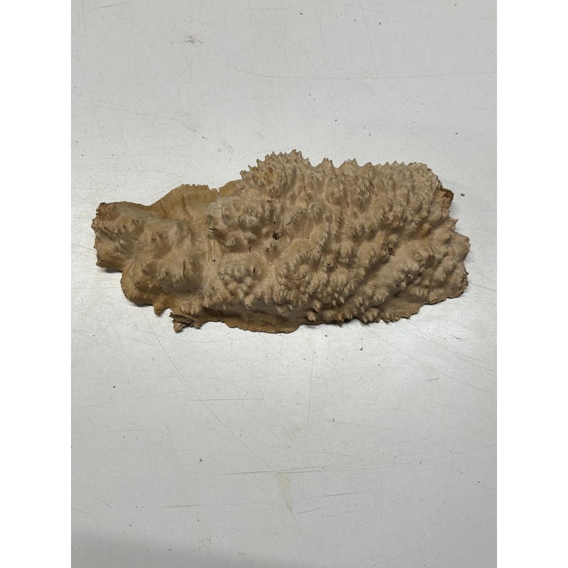 brown-mallee-burl-cap-11-x-5-x-2-2-3-lbs-6104 Brown Mallee Burl Cap 11" x 5" x 2" 2.3 Lbs #6104