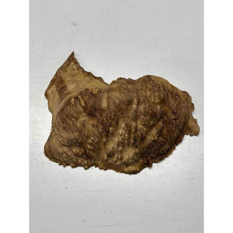 brown-mallee-burl-cap-9-x-5-x-2-5-3-lbs-6302 Brown Mallee Burl Cap 9" x 5" x 2.5" 3 Lbs #6302