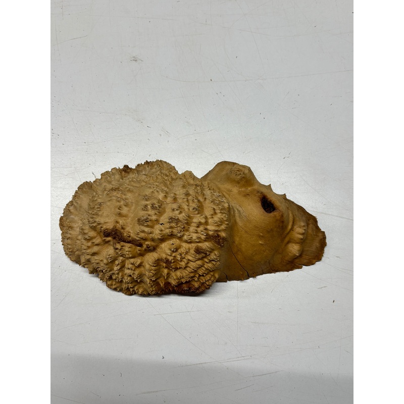 brown-mallee-burl-cap-11-x-5-x-3-2-8-lbs-6135 Brown Mallee Burl Cap 11" x 5" x 3" 2.8 Lbs #6135