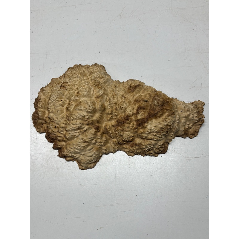 brown-mallee-burl-cap-18-x-7-5-x-2-8-25-lbs-7070 Brown Mallee Burl Cap 18" x 7.5" x 2" 8.25 Lbs #7070