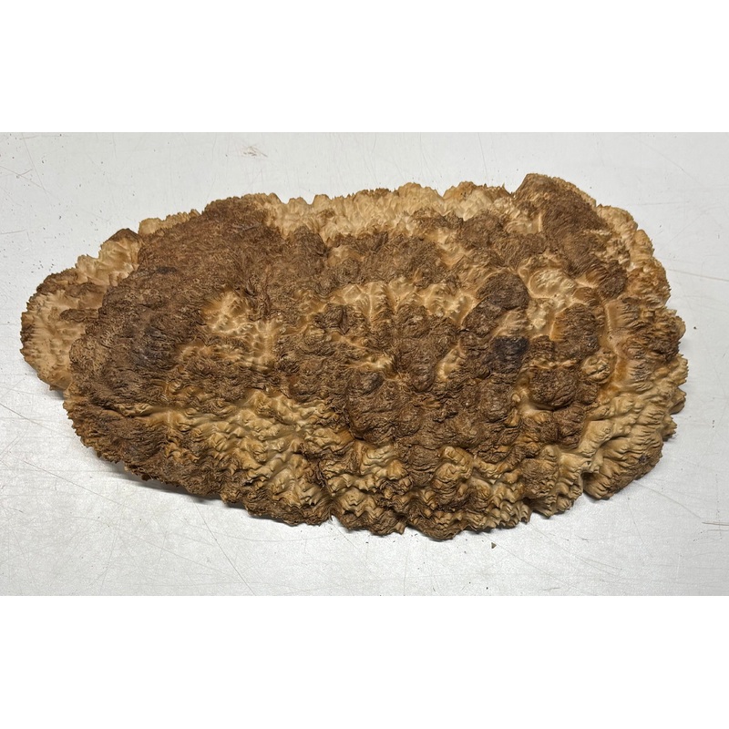 brown-mallee-burl-cap-15-5-x-7-5-x-2-7-4-lbs-7089 Brown Mallee Burl Cap 15.5" x 7.5" x 2" 7.4 Lbs #7089