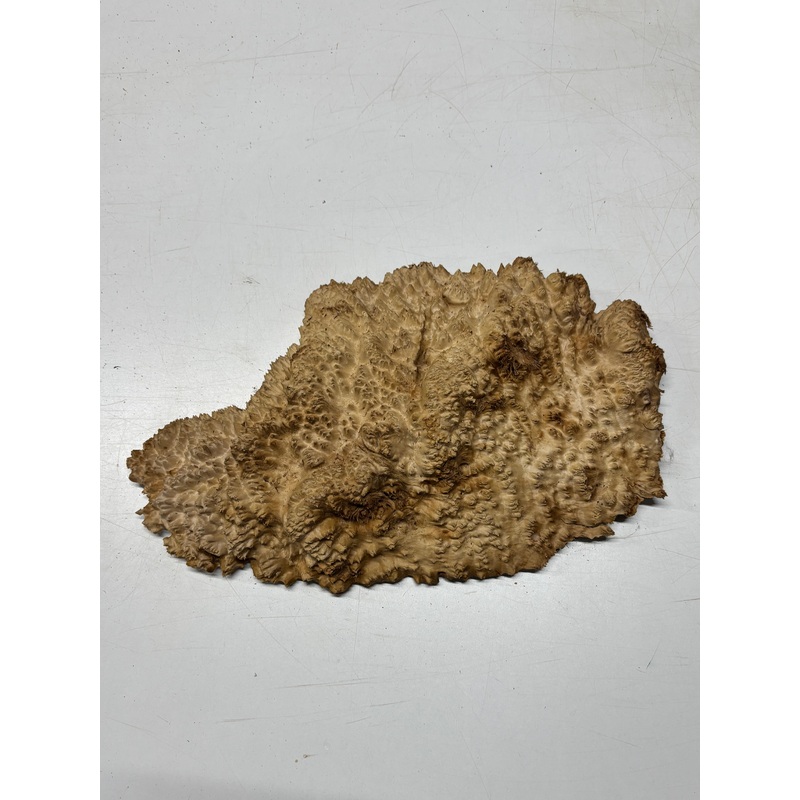 brown-mallee-burl-blank-17-x-9-x-2-7-45-lbs-7121 Brown Mallee Burl Blank 17" x 9" x 2" 7.45 Lbs #7121