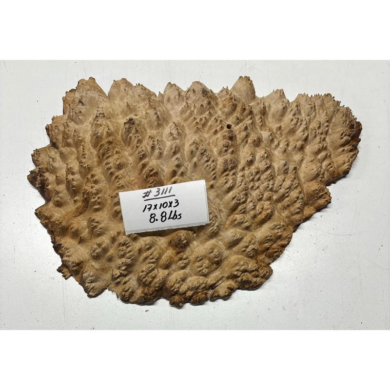 red-mallee-burl-cap-17-x-10-x-3-3111 Red Mallee Burl Cap- 17" x 10" x 3" #3111
