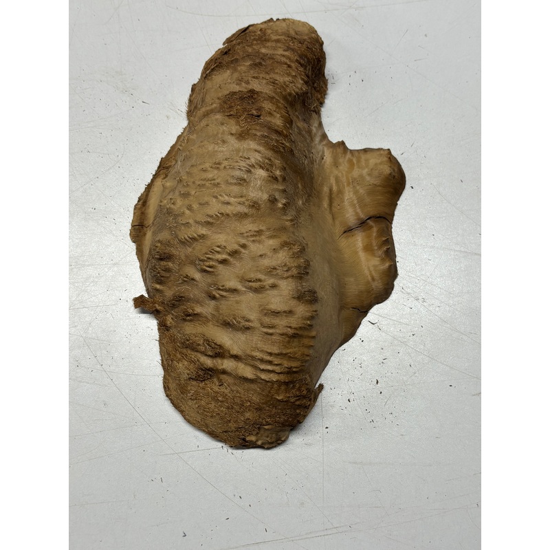 brown-mallee-burl-cap-10-x-6-x-3-2-1-lbs-6183 Brown Mallee Burl Cap 10" x 6" x 3" 2.1 Lbs #6183