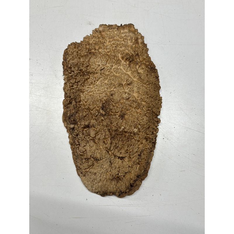 brown-mallee-burl-cap-13-x-7-x-1-5-3-4-lbs-6096 Brown Mallee Burl Cap 13" x 7" x 1.5" 3.4 Lbs #6096