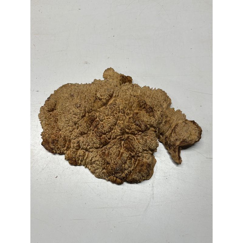 australian-red-mallee-burl-cap-14-x-10-x-3-2008 Australian Red Mallee Burl Cap 14" x 10" x 3" #2008