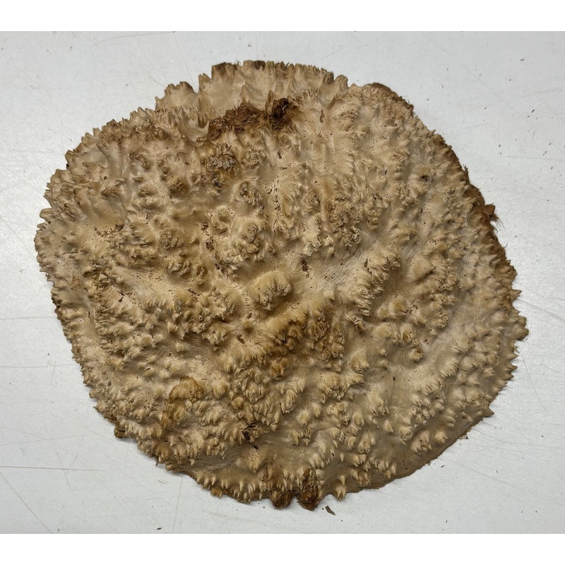 brown-mallee-burl-cap-8-x-7-x-3-2-9-lbs-6055 Brown Mallee Burl Cap 8" x 7" x 3" 2.9 Lbs #6055