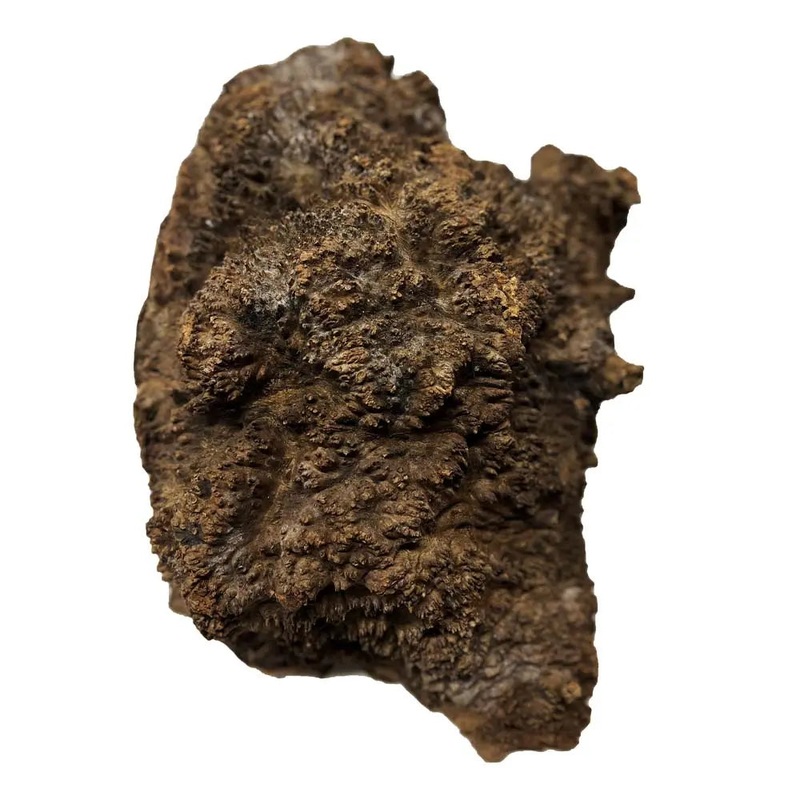 chechen-burl-cap-15-x11-x10-28-00-lbs-554 Chechen Burl Cap 15"x11"x10" 28.00 lbs | #554