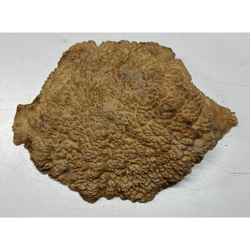 brown-mallee-burl-cap-15-x-9-5-x-3-8-35-lbs-7055 Brown Mallee Burl Cap 15" x 9.5" x 3" 8.35 Lbs #7055