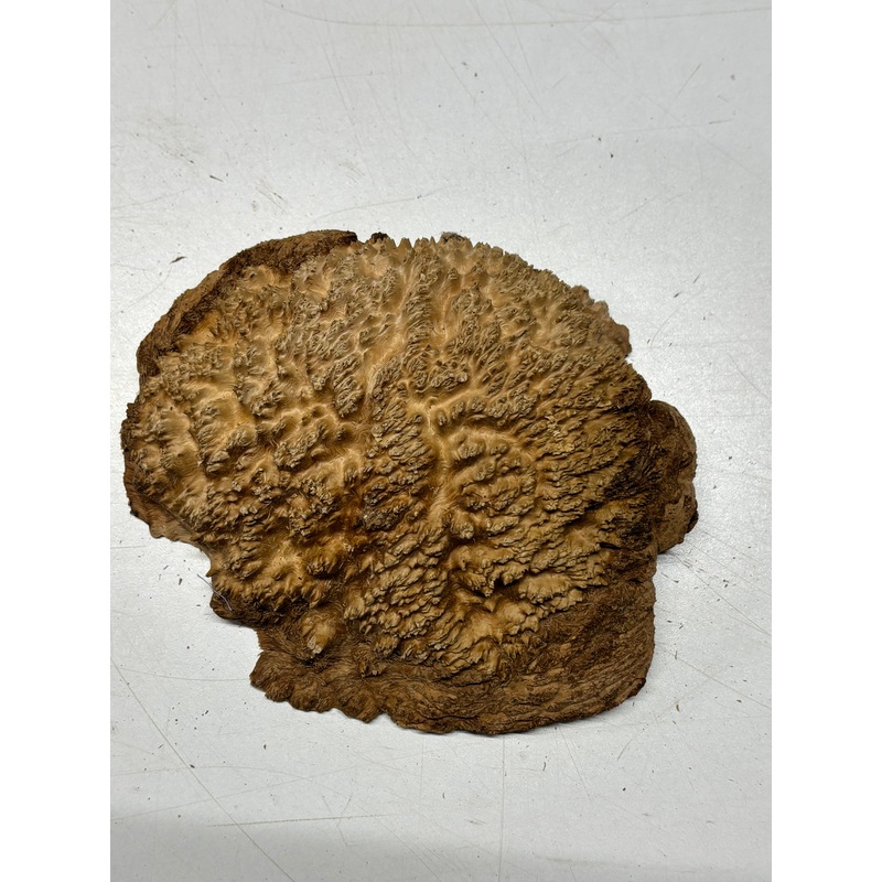brown-mallee-burl-cap-7-x-6-x-2-1-7-lbs-6205 Brown Mallee Burl Cap 7" x 6" x 2" 1.7 Lbs #6205
