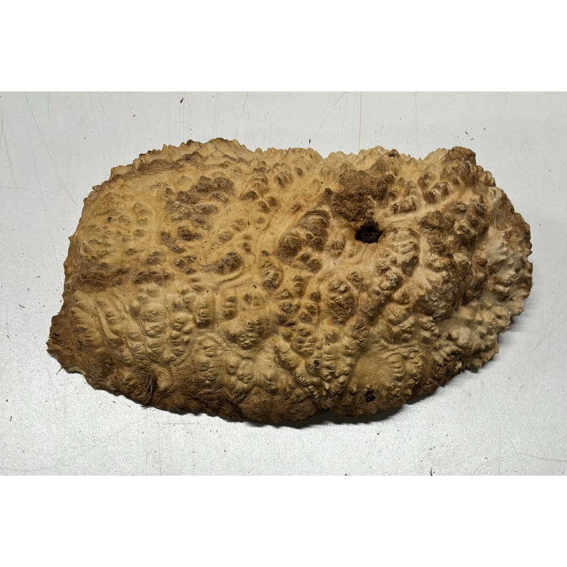 brown-mallee-burl-cap-9-x-6-x-2-1-2-3-4-lbs-5043 Brown Mallee Burl Cap 9" x 6" x 2-1/2" 3.4 Lbs | #5043