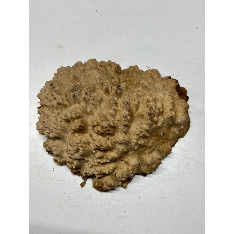 brown-mallee-burl-cap-10-x-8-x-3-5-8-lbs-7090 Brown Mallee Burl Cap 10" x 8" x 3" 5.8 Lbs #7090