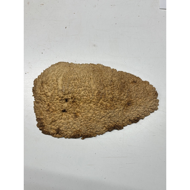 brown-mallee-burl-cap-15-x-9-x-1-5-5-lbs-6241 Brown Mallee Burl Cap 15" x 9" x 1.5" 5 Lbs #6241