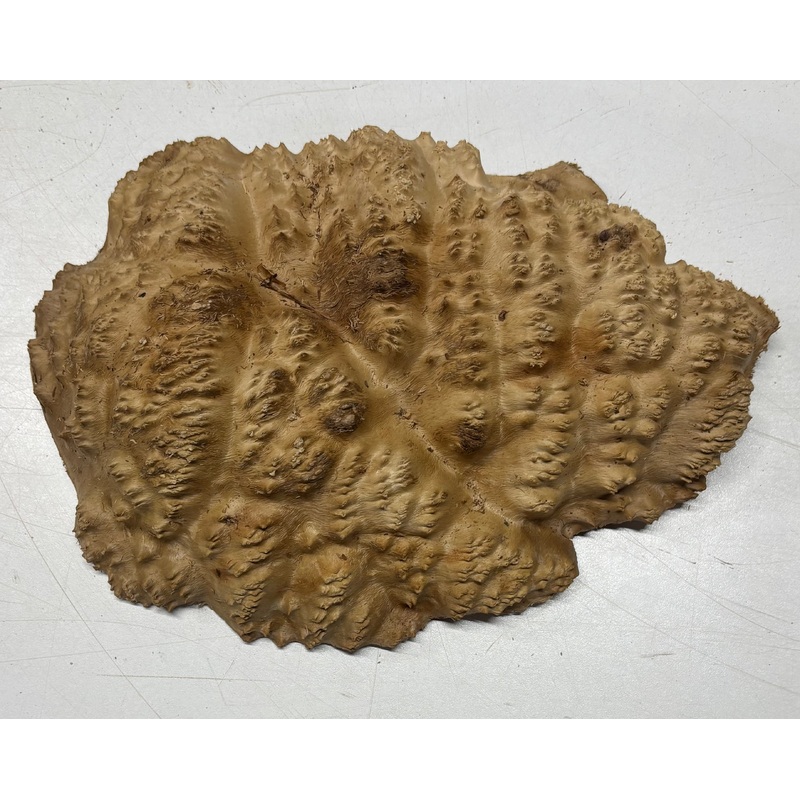 brown-mallee-burl-cap-9-x-6-5-x-1-5-2-lbs-6062 Brown Mallee Burl Cap 9" x 6.5" x 1.5" 2 Lbs #6062