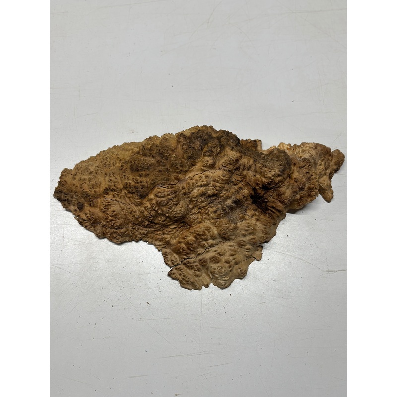 brown-mallee-burl-cap-17-x-10-x-3-6-2-lbs-7045 Brown Mallee Burl Cap 17" x 10" x 3" 6.2 Lbs #7045