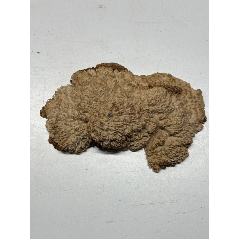 brown-mallee-burl-cap-10-x-6-x-2-2-4-lbs-6256 Brown Mallee Burl Cap 10" x 6" x 2" 2.4 Lbs #6256