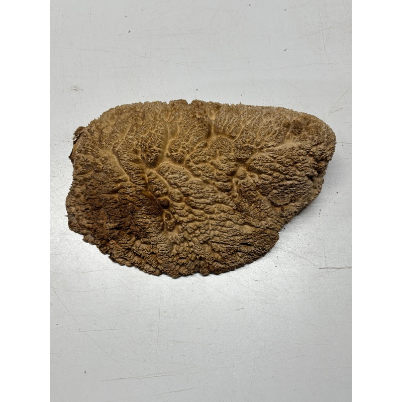 brown-mallee-burl-cap-12-x-6-5-x-3-6-lbs-7075 Brown Mallee Burl Cap 12" x 6.5" x 3" 6 Lbs #7075
