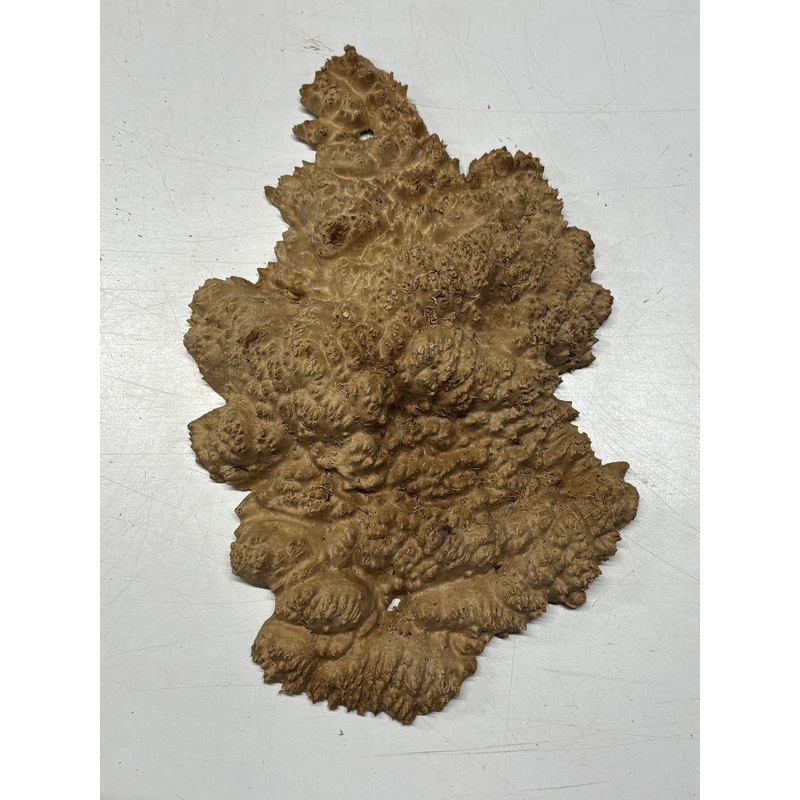 brown-mallee-burl-cap-11-x-8-x-2-2-4-lbs-6134 Brown Mallee Burl Cap 11" x 8" x 2" 2.4 Lbs #6134