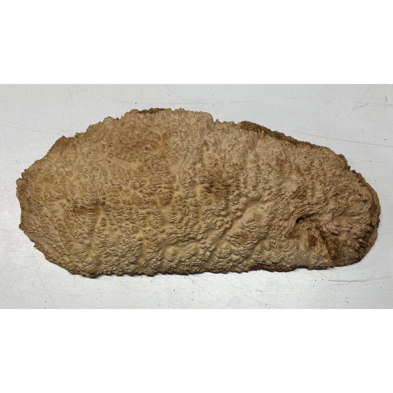 brown-mallee-burl-cap-16-x-7-x-1-5-4-6-lbs-6060 Brown Mallee Burl Cap 16" x 7" x 1.5" 4.6 Lbs #6060