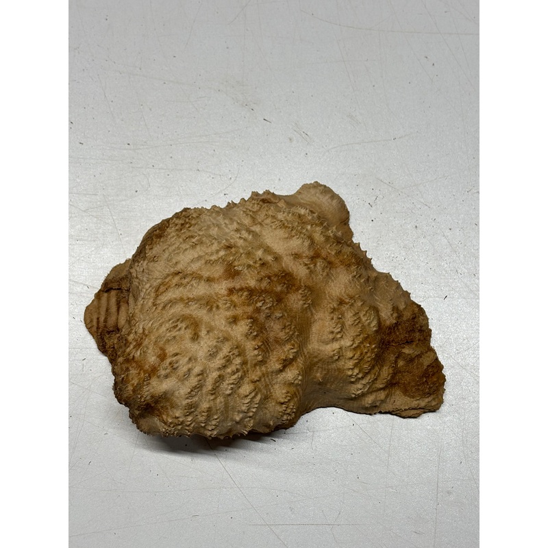 brown-mallee-burl-cap-5-x-5-x-2-1-3-lbs-6391 Brown Mallee Burl Cap 5" x 5" x 2" 1.3 Lbs #6391