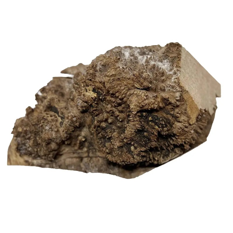 chechen-burl-cap-14-x8-x6-16lbs-558 Chechen Burl Cap 14"x8"x6"16lbs | #558