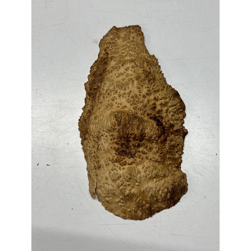 brown-mallee-burl-cap-12-x-7-x-1-2-lbs-6124 Brown Mallee Burl Cap 12" x 7" x 1" 2 Lbs #6124