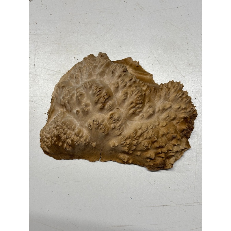 brown-mallee-burl-cap-8-x-5-x-2-1-5-lbs-6189 Brown Mallee Burl Cap 8" x 5" x 2" 1.5 Lbs #6189