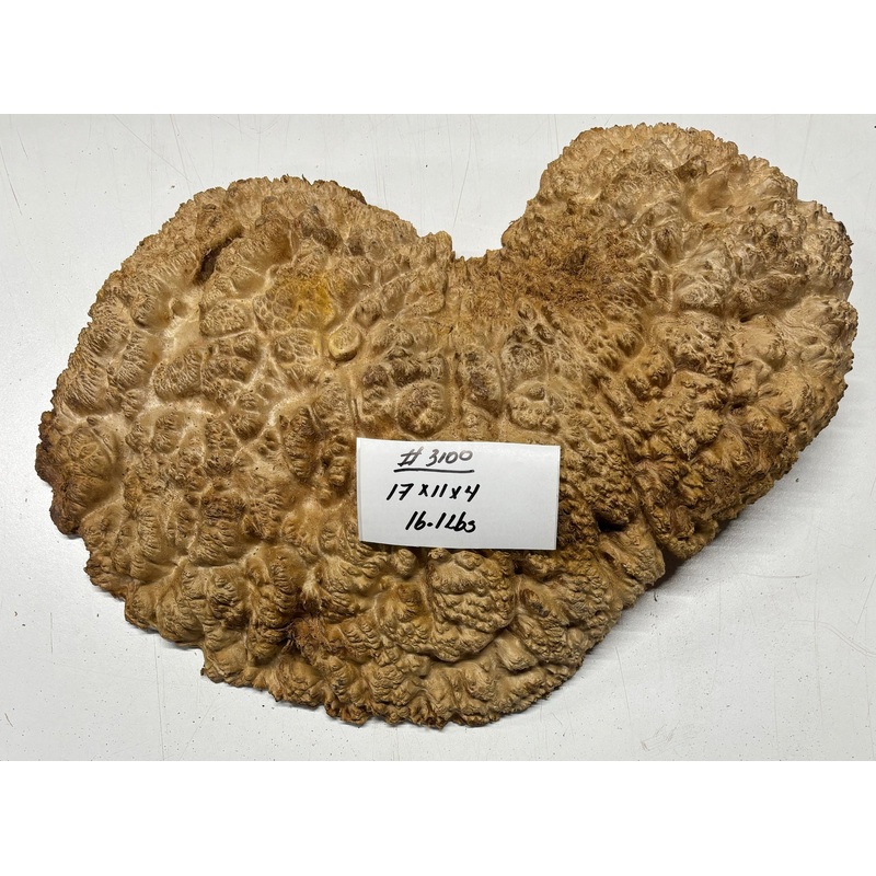 red-mallee-burl-cap-17-x-11-x-4-3100 Red Mallee Burl Cap - 17" x 11" x 4" #3100
