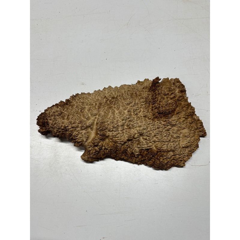 brown-mallee-burl-cap-16-x-6-5-x-1-5-5-85-lbs-7097 Brown Mallee Burl Cap 16" x 6.5" x 1.5" 5.85 Lbs #7097
