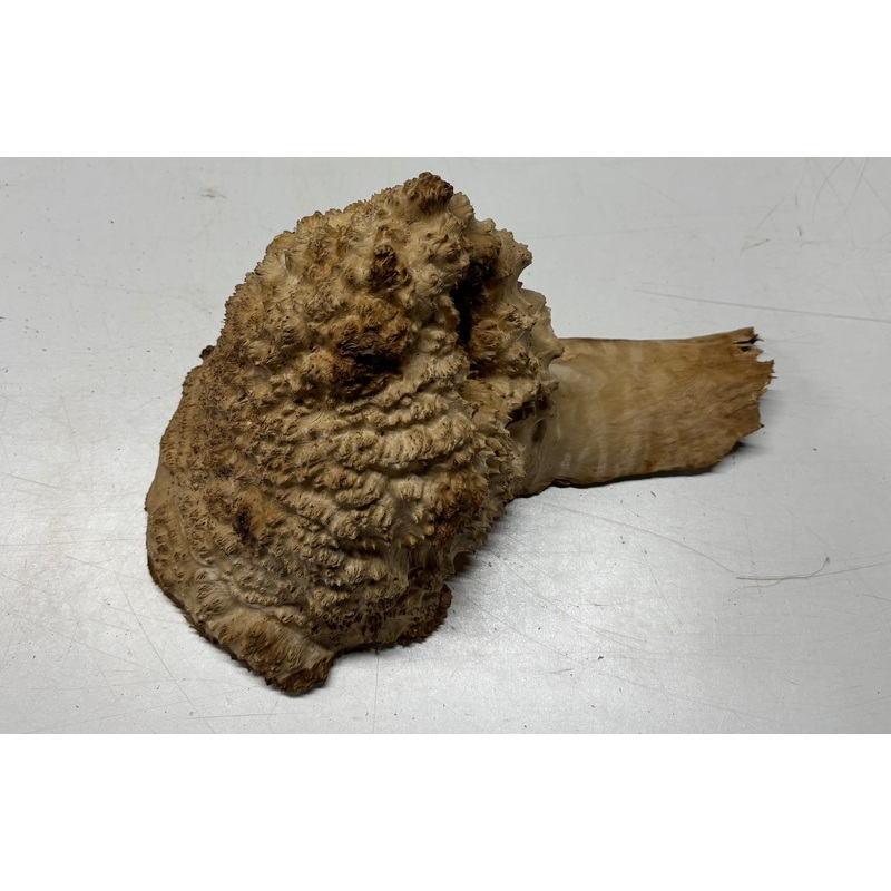 brown-mallee-burl-cap-7-x-6-x-7-5-7-15-lbs-7095 Brown Mallee Burl Cap 7" x 6" x 7.5" 7.15 Lbs #7095