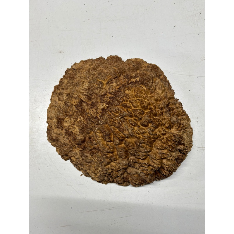 brown-mallee-burl-blank-10-x-9-x-2-5-8-25-lbs-7119 Brown Mallee Burl Blank 10" x 9" x 2.5" 8.25 Lbs #7119