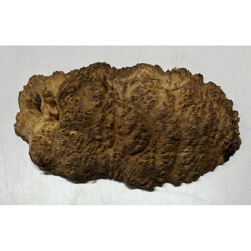 brown-mallee-burl-cap-12-x-6-x-2-5-lbs-5044 Brown Mallee Burl Cap 12" x 6" x 2" 5 Lbs | #5044