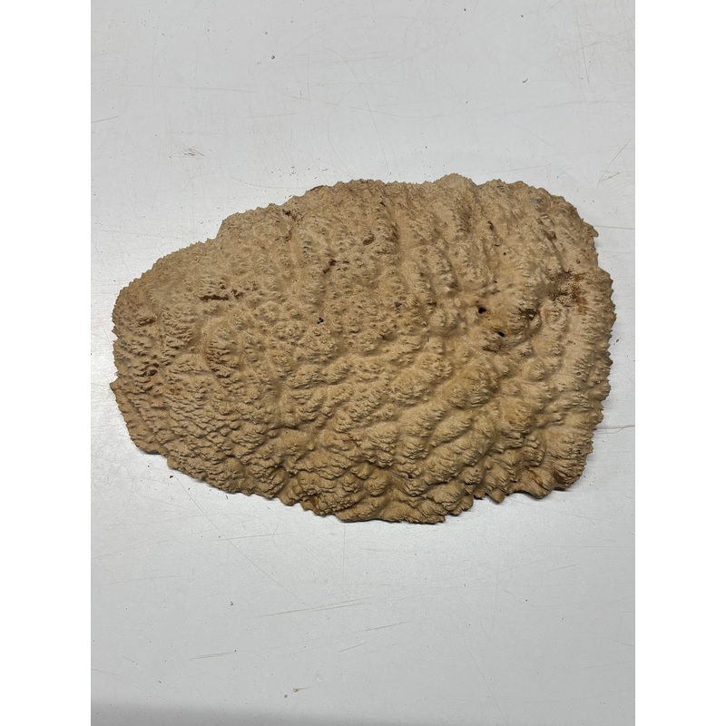 brown-mallee-burl-blank-14-x-10-x-2-7-3-lbs-7131 Brown Mallee Burl Blank 14" x 10" x 2" 7.3 Lbs #7131