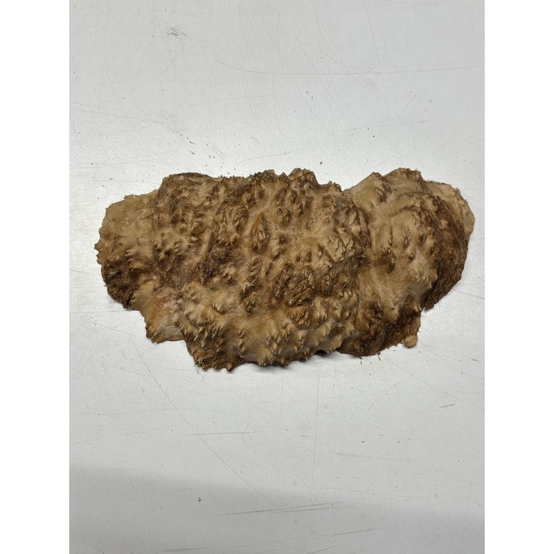 brown-mallee-burl-cap-10-x-5-x-3-2-5-lbs-6121 Brown Mallee Burl Cap 10" x 5" x 3" 2.5 Lbs #6121