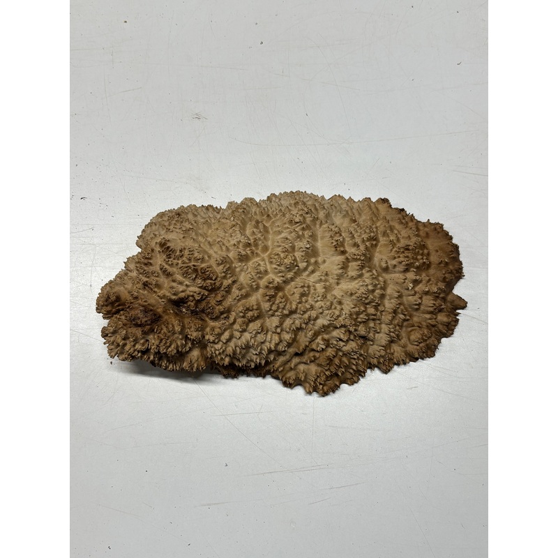 brown-mallee-burl-cap-12-x-6-x-2-5-5-5-lbs-6254 Brown Mallee Burl Cap 12" x 6" x 2.5" 5.5 Lbs #6254
