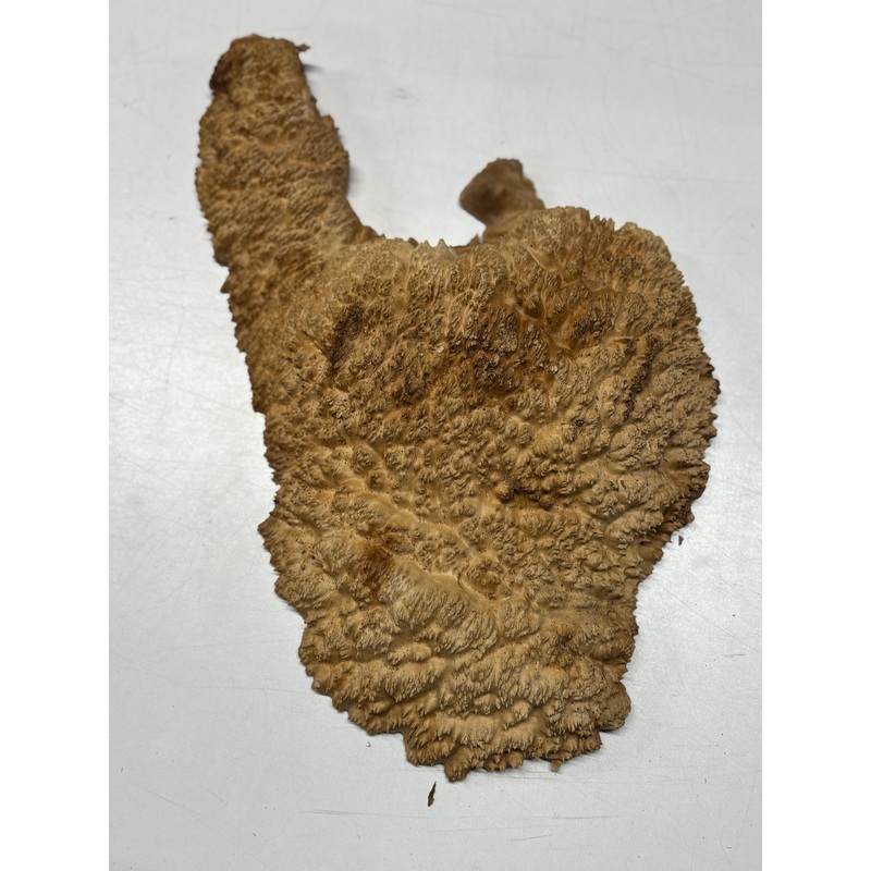 brown-mallee-burl-cap-12-x-9-x-3-4-7-lbs-6414 Brown Mallee Burl Cap 12" x 9" x 3" 4.7 Lbs #6414