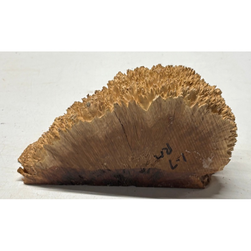 australian-red-mallee-burl-cap-8-x-4-x-3-2002 Australian Red Mallee Burl Cap 8" x 4" x 3" #2002