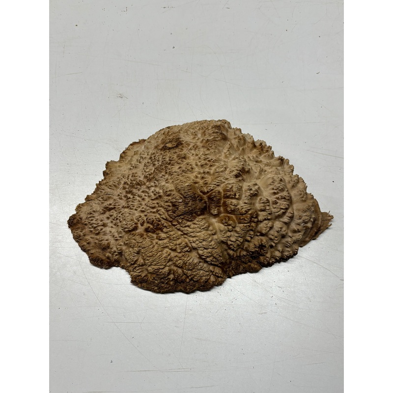 brown-mallee-burl-cap-11-x-8-5-x-2-4-2-lbs-6342 Brown Mallee Burl Cap 11" x 8.5" x 2" 4.2 Lbs #6342