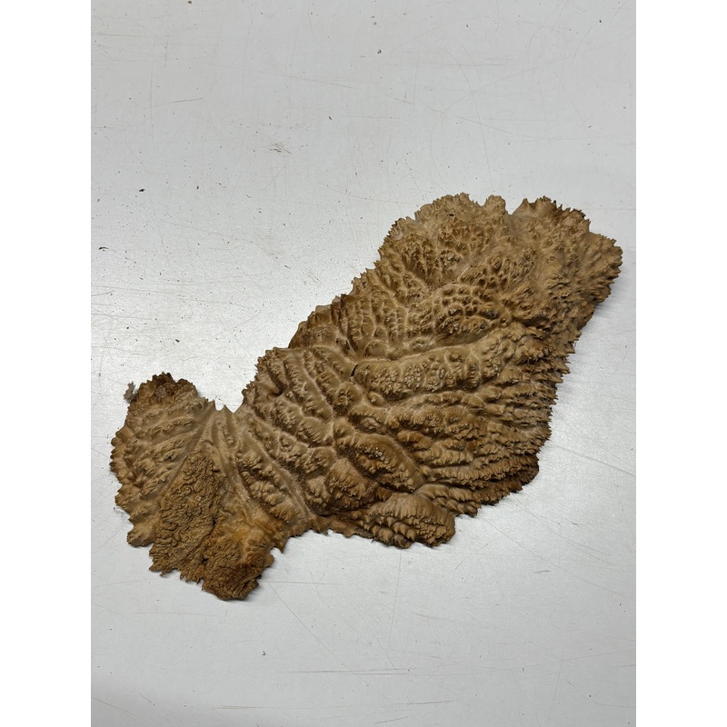 brown-mallee-burl-cap-13-x-6-x-2-3-6-lbs-6425 Brown Mallee Burl Cap 13" x 6" x 2" 3.6 Lbs #6425
